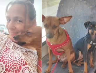 Ontvoerde hondjes Angel en Diva levend en wel teruggevonden in toilet van café