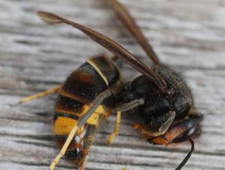 Aziatische hoornaars rukken op in ons land: “We moeten ze hard bestrijden als we de honingbij niet kwijt willen”