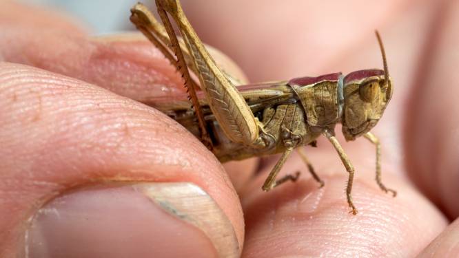 Insectendoder gevaarlijk voor mens, bedrijf uit Den Bosch waarschuwt consumenten