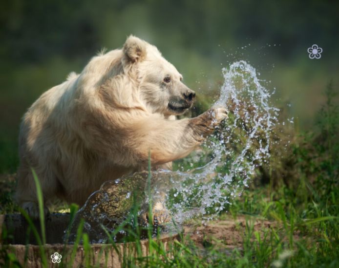 Bear Chada at the White Rock Bear Sanctuary in Ukraine.