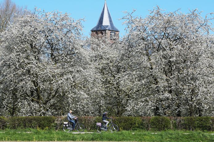 Bloesem in Zoelen
