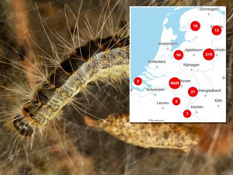 Duizenden meldingen over de eikenprocessierups, waar heb jij hem gespot?