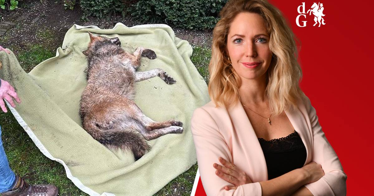Wolf doet dutje in tuin Doetinchem • Motorrijder verongelukt.