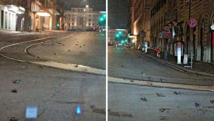 Honderden vogels in Rome vielen uit de lucht op Nieuwjaar. Ze schrokken zich letterlijk dood door het geluid van het vuurwerk.