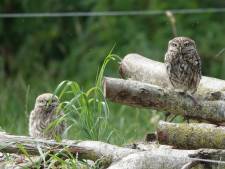 Eerste steenuilen van broedseizoen geringd