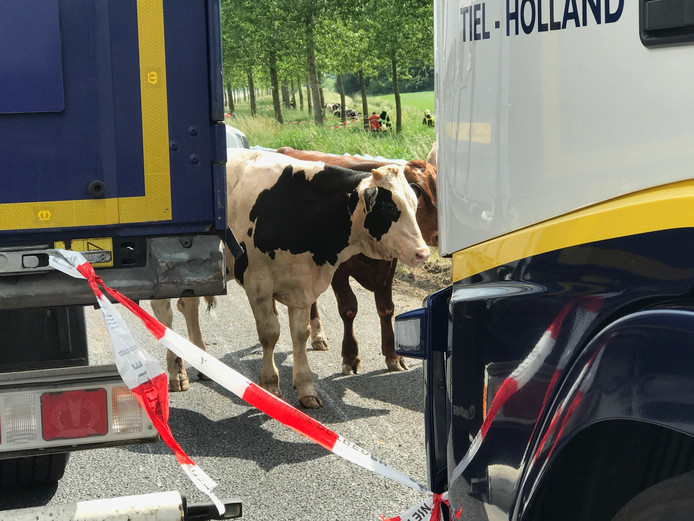 Twee van de runderen staan bij elkaar op de A2.