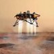 Nasa stuurt sonde naar Mars