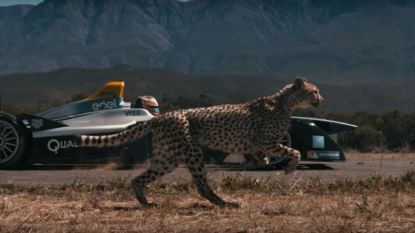Prachtig in beeld gebracht: cheeta racet tegen Formule E-wagen