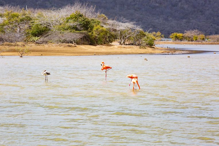 Flamingo's Beeld 