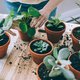 Swingende planten: dit is het effect van muziek op je groene vrienden