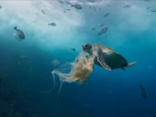 Une tortue verte savoure une méduse au large de l'Australie