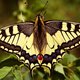 Koninginnenpage benoemd tot mooiste vlinder