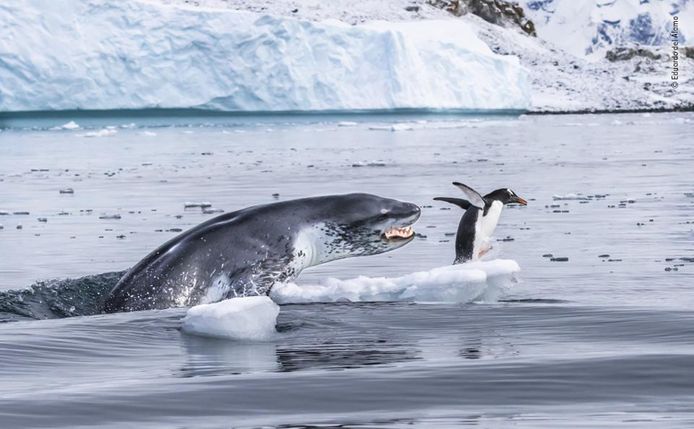De snelste. Een supersnelle ezelspinguïn ontsnapt nog even op de zuidpool aan de kaken van een net zo snel zeeluipaard. Na een jacht van een kwartier werd de pinguïn toch opgegeten. Wildlife Photographer Of The Year