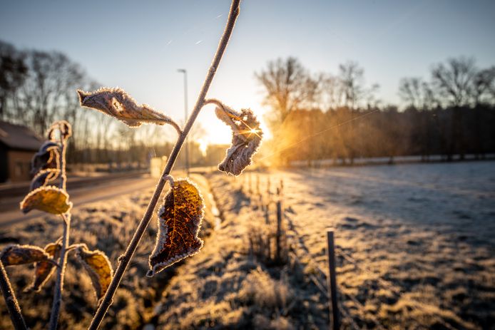 Vriesbeelden ( nachtvorst) van vanochtend in Lummen