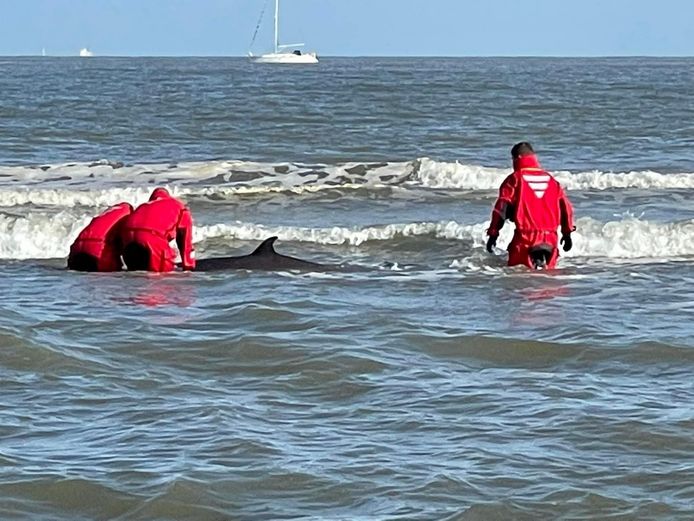 De spitssnuitdolfijn spoelde deze ochtend op het strand aan.