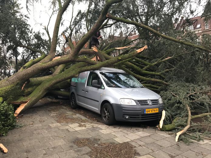 Boom omgewaaid op de Oranjelaan in Dordrecht. Meerdere auto's werden geraakt bij de val.