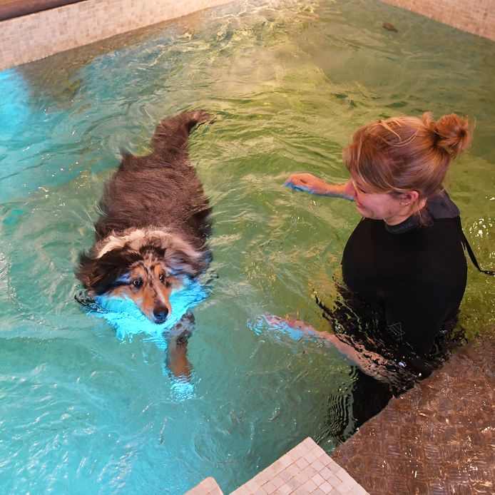 Blue is tien kilo te zwaar en gaat wekelijks zwemmen met fysiotherapeute Anouk Blijlevens om af te vallen.