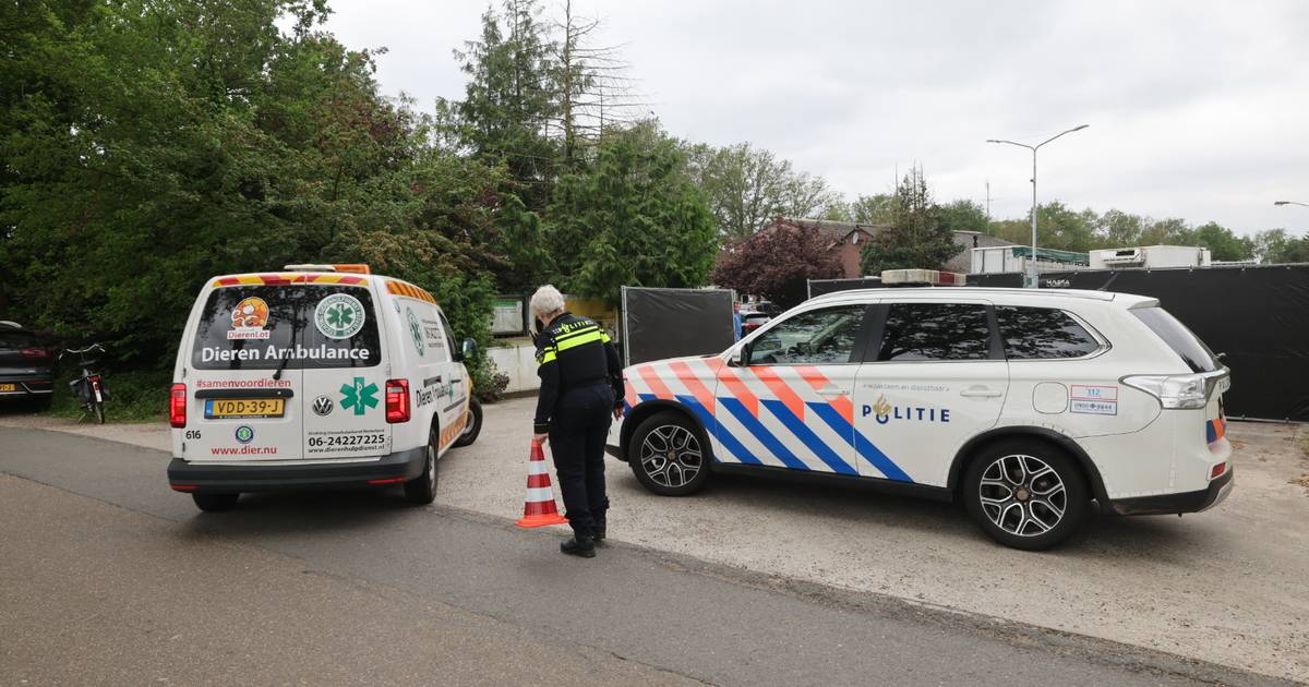 ‘Horrorfokker’ opgepakt bij grote controle in Eersel, alle honden worden weggehaald