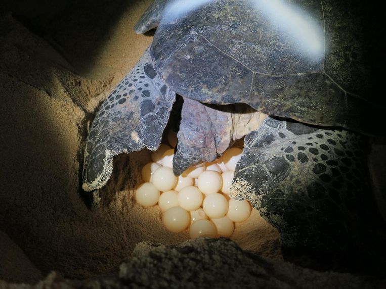 Groene zeeschildpad in gevaar door opwarming van het zand worden bijna geen meer geboren