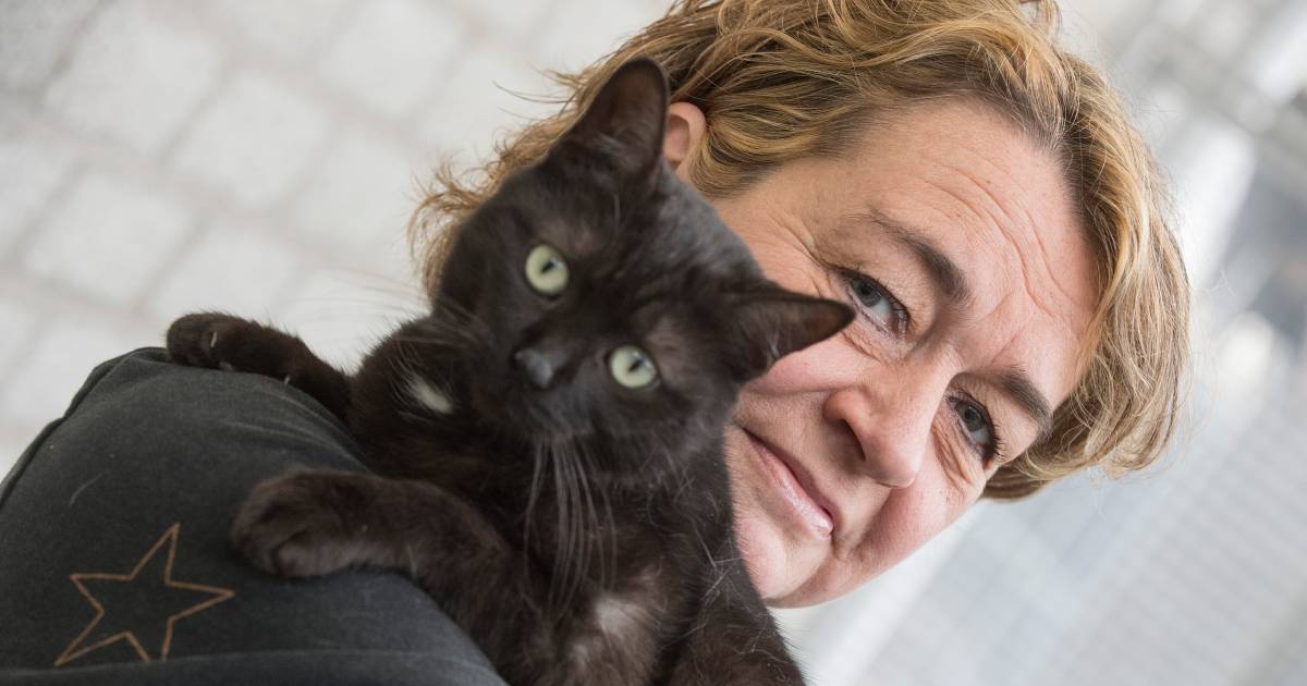 Helemaal droog Wild Relatie Niemand wil een zwarte kat, poezen Eva en Daan uit Tiels asiel moeten daar  verandering in brengen | Tiel | gelderlander.nl