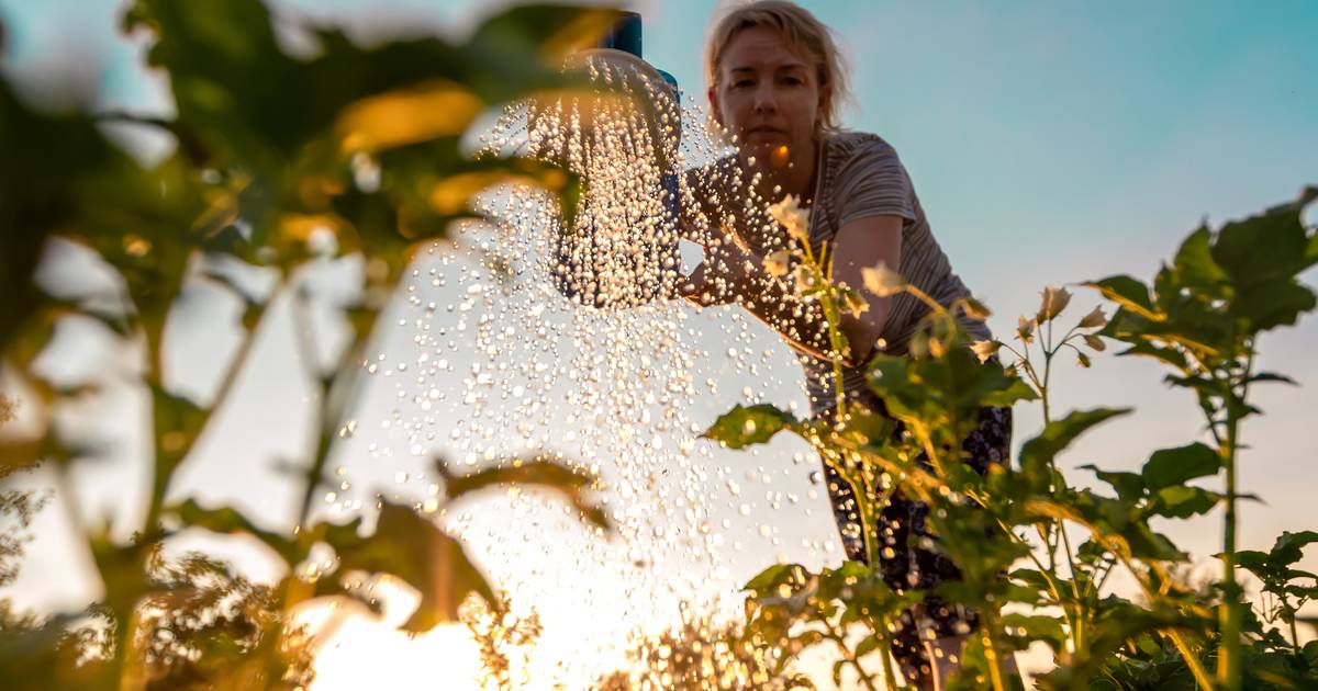 Is it better to water the plants in your garden in the evening or in the morning?  |  MyGuide