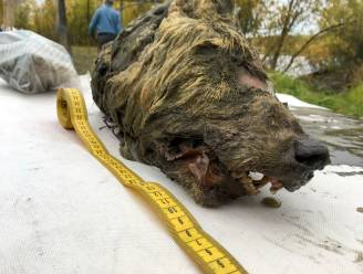 32.000 jaar oude wolvenkop ontdekt