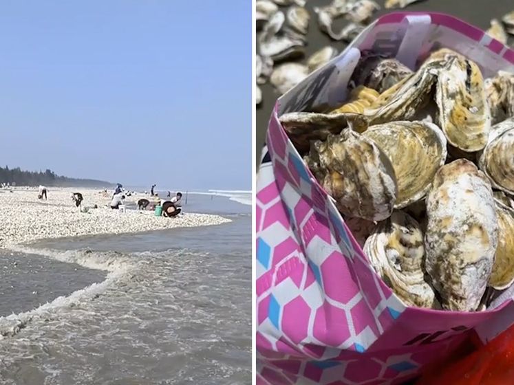 Met tassen, emmers en pannen rapen Chinezen duizenden oesters van kust