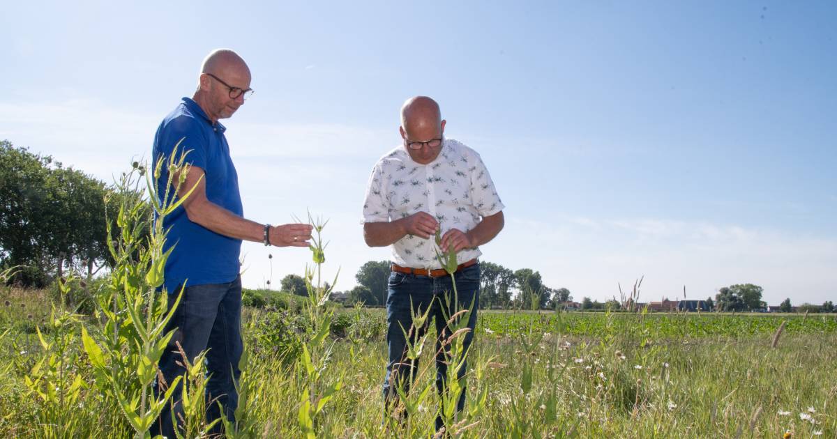 Boer Adri uit Zuidzande geniet van zijn akkerranden: ‘Nu weet ik hoe een zomertortel eruit ziet’
