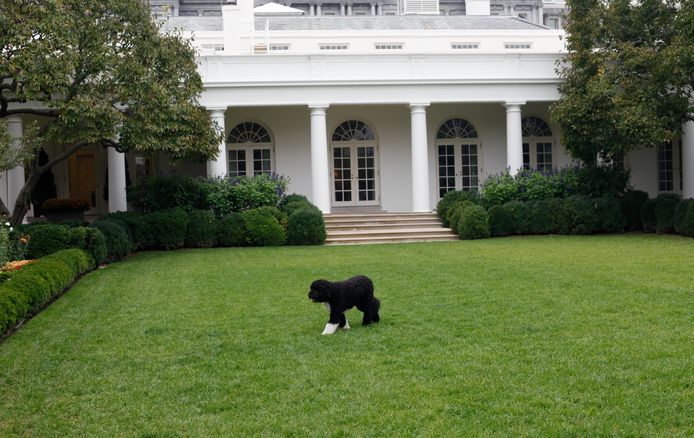 Bo in 2011 in de tuin van het Witte Huis.