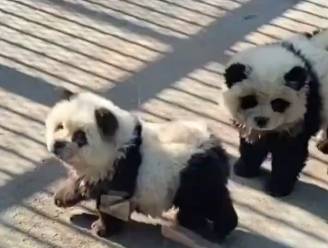 Bezoekers Chinese dierentuin voelen zich bedrogen: panda’s blijken geverfde honden
