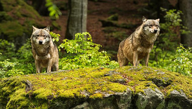 Pourquoi Il Ne Faut Pas Crier Au Loup Après Lattaque De