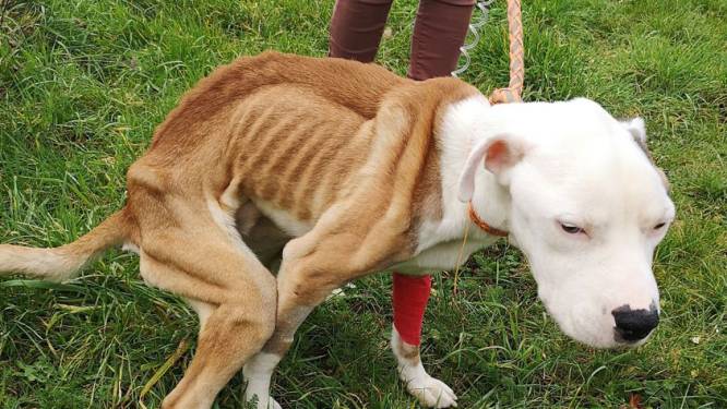 Sauvetage in extrémis d’un chien errant à Huy: “Vu l’état de ses pattes, c’est une maltraitance avérée”