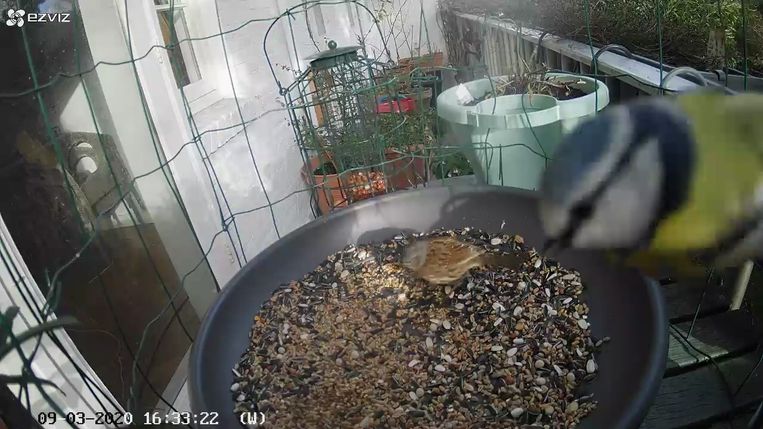 Caspars vogelcam. Beeld Caspar Janssen