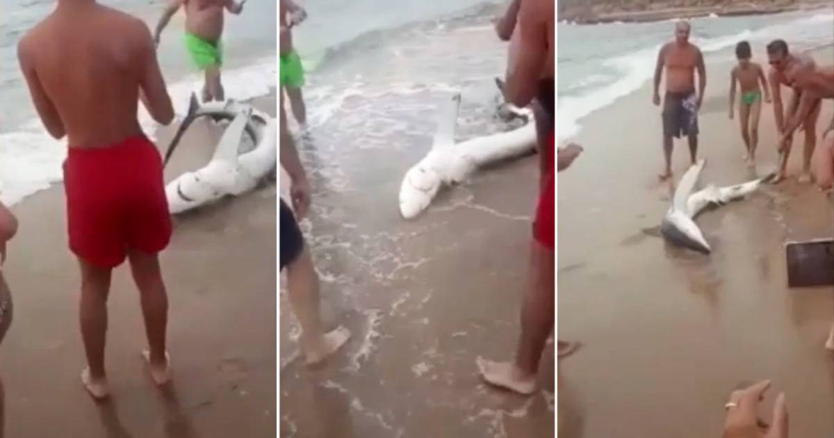 Polemiche in Sardegna: i turisti tirano fuori dall’acqua gli squali per farsi dei selfie |  All’estero