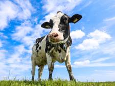 Noordelijke boerenorganisaties presenteren plan voor meer natuurbescherming: ‘Wij willen aan de slag’