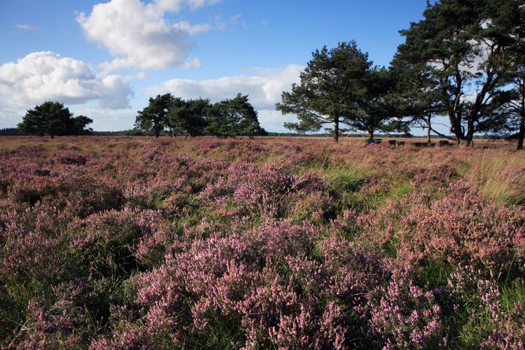  Gif dat gebruikt wordt in de lelieteelt is  doorgedrongen tot in Drentse natuurgebieden, bleek vorig jaar uit onderzoek. Beeld Hollandse Hoogte