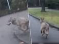 De rennende wolf.