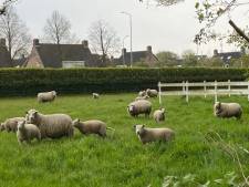 Tiny houses moeten op schapenweitje in Moergestel de weg banen voor dure huizen