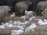 Schaapsherder Bart heeft al 250 lammetjes