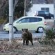 Het wild rond kernrampplek Fukushima lijkt weinig last te hebben van de straling − integendeel