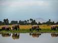 Aantal olifanten in Kenia verdubbeld in 30 jaar tijd