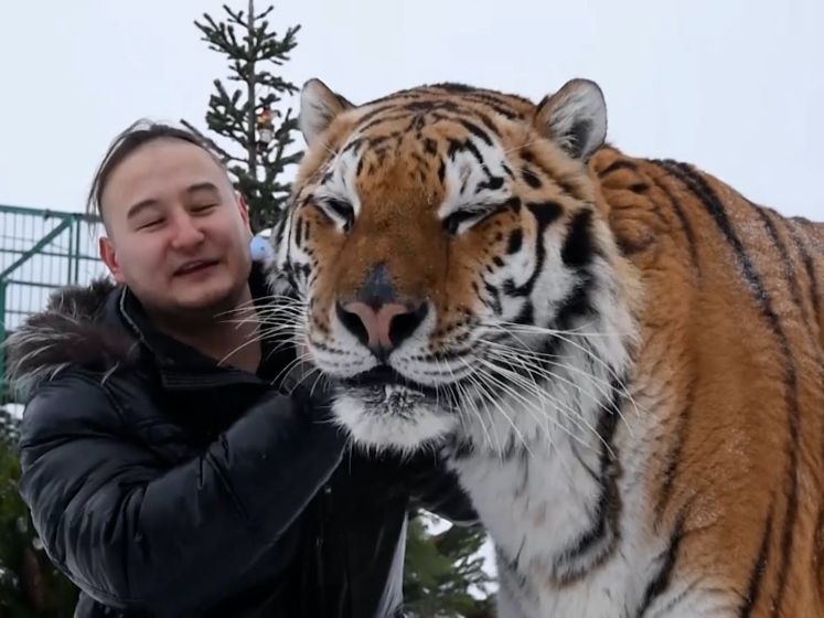 Verwaarloosde tijgers gered door voormalig circusartiest