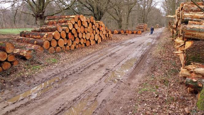 Dat lieve slingerpaadje door ‘mijn huiskamer’ is inmiddels een soort bos-A12 geworden