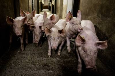 Uitbraak Afrikaanse varkenspest in Duitse deelstaat Nedersaksen