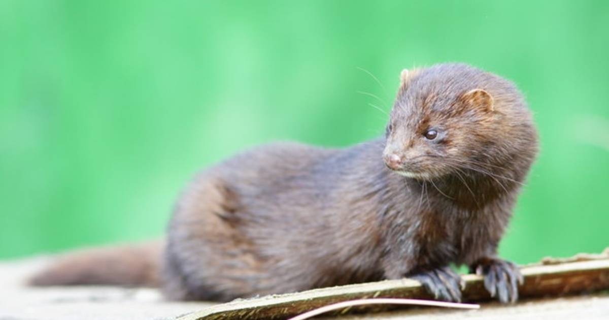 Nertsenhouder voelt zich geen 'dom bontje'