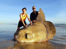 Zeldzame maanvis van bijna twee meter spoelt aan op Australisch strand