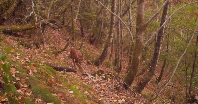 Het eerste beeld van de lynx op 27 augustus in de Semoisvallei.