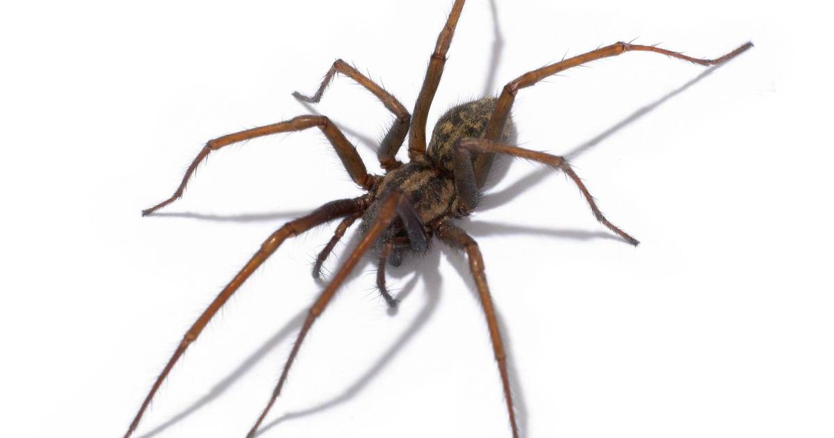 Огромный паук замеченный в Австралии. Spider House head. Эльф на гигантском пауке. Spider House head PNG. Паук вечером на кухне примета