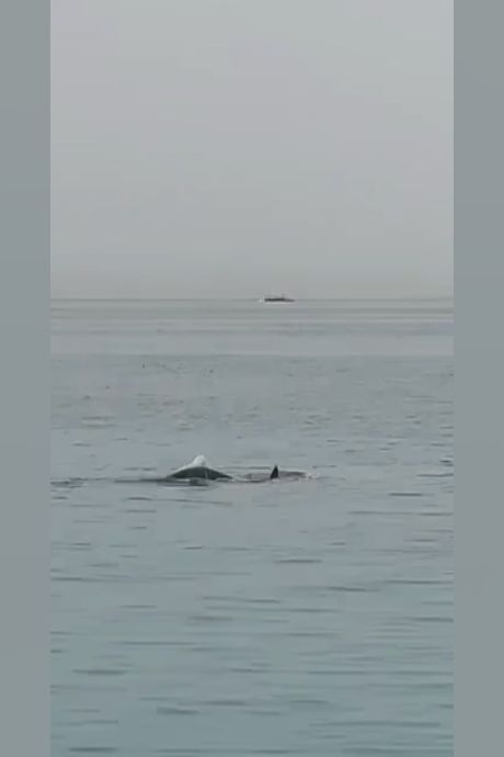 Un Russe tué par un requin en Égypte