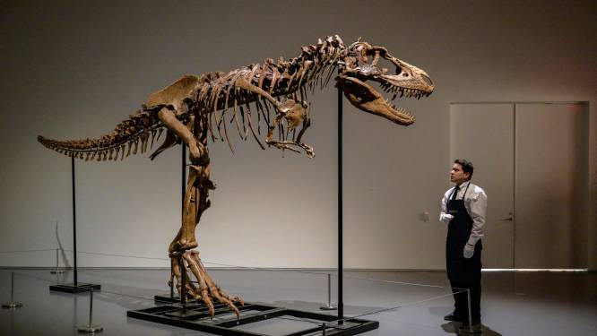 Skelet van Gorgosaurus verkocht voor 6,1 miljoen dollar in New York